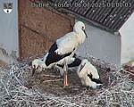Capi_Dubne_20250706_070003.jpg