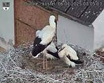 Capi_Dubne_20250706_070503.jpg