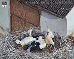 Capi_Dubne_20250706_072503.jpg