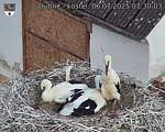 Capi_Dubne_20250706_073003.jpg