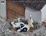 Capi_Dubne_20250706_073503.jpg