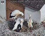 Capi_Dubne_20250706_074003.jpg