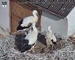 Capi_Dubne_20250706_074503.jpg