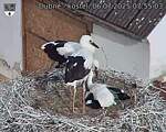 Capi_Dubne_20250706_075503.jpg