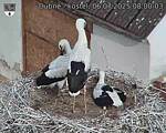 Capi_Dubne_20250706_080003.jpg