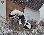 Capi_Dubne_20250706_080503.jpg