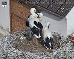 Capi_Dubne_20250706_081003.jpg