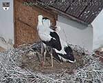 Capi_Dubne_20250706_081503.jpg