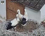 Capi_Dubne_20250706_083003.jpg