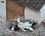 Capi_Dubne_20250706_084003.jpg