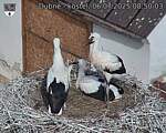 Capi_Dubne_20250706_085003.jpg