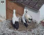 Capi_Dubne_20250706_085503.jpg