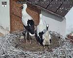 Capi_Dubne_20250706_090003.jpg