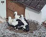 Capi_Dubne_20250706_090503.jpg