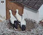 Capi_Dubne_20250706_091003.jpg
