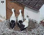 Capi_Dubne_20250706_091503.jpg