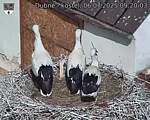 Capi_Dubne_20250706_092003.jpg