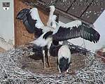 Capi_Dubne_20250706_092503.jpg