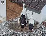 Capi_Dubne_20250706_094003.jpg