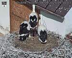 Capi_Dubne_20250706_095003.jpg
