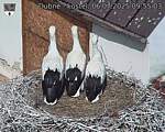 Capi_Dubne_20250706_095503.jpg