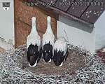 Capi_Dubne_20250706_100003.jpg