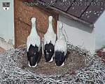 Capi_Dubne_20250706_100503.jpg