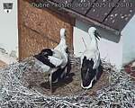 Capi_Dubne_20250706_102003.jpg