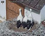 Capi_Dubne_20250706_102503.jpg