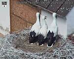 Capi_Dubne_20250706_103003.jpg