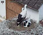 Capi_Dubne_20250706_104003.jpg