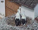 Capi_Dubne_20250706_104503.jpg