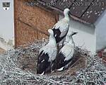 Capi_Dubne_20250706_105003.jpg