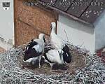 Capi_Dubne_20250706_110002.jpg