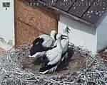 Capi_Dubne_20250706_110503.jpg