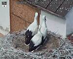 Capi_Dubne_20250706_111003.jpg