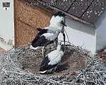 Capi_Dubne_20250706_111503.jpg