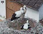 Capi_Dubne_20250706_112003.jpg