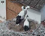 Capi_Dubne_20250706_112503.jpg