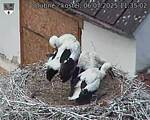 Capi_Dubne_20250706_113502.jpg