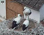 Capi_Dubne_20250706_114003.jpg