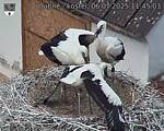 Capi_Dubne_20250706_114503.jpg