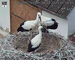 Capi_Dubne_20250706_115003.jpg
