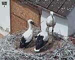 Capi_Dubne_20250706_120003.jpg