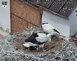 Capi_Dubne_20250706_120503.jpg