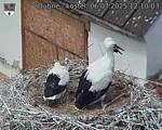 Capi_Dubne_20250706_121003.jpg