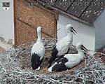 Capi_Dubne_20250706_121503.jpg