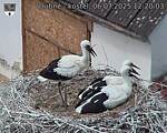 Capi_Dubne_20250706_122003.jpg