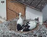Capi_Dubne_20250706_123003.jpg