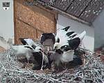 Capi_Dubne_20250706_123503.jpg